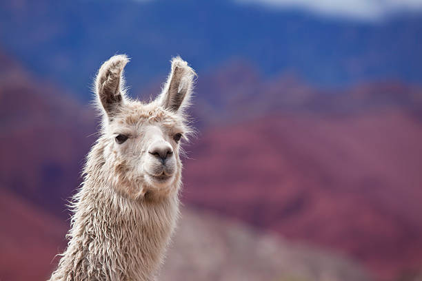 White llama in argentina south america Salta province http://farm6.static.flickr.com/5099/5510654532_64a8d43b46.jpg llama stock pictures, royalty-free photos & images