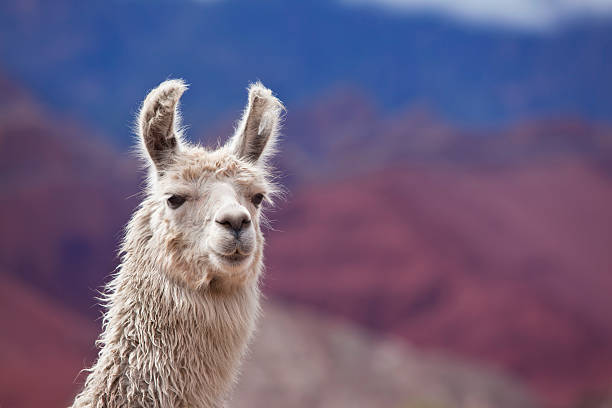 white llama in argentina south america salta province - lama kameldjur bildbanksfoton och bilder