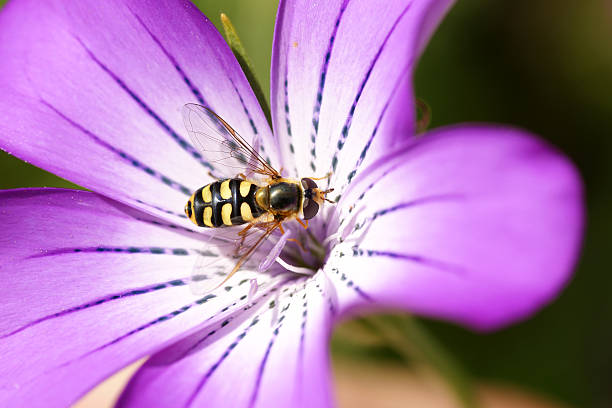 volare su un fiore di campo mobile - insect fly animal eye single flower foto e immagini stock