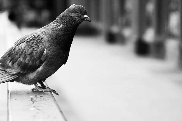 istock City Pigeon 154948597