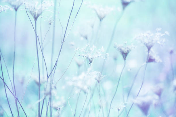 istock Dried Queen Anne's Lace wildflowers 154948711