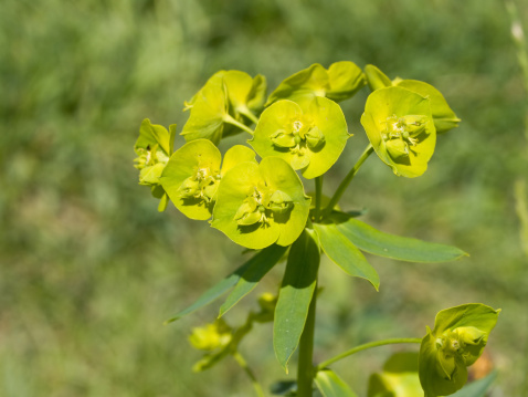 Lime green flowers of the palisade spurge (Euphorbia characias), a plant species in the genus Euphorbia in the family Euphorbiaceae