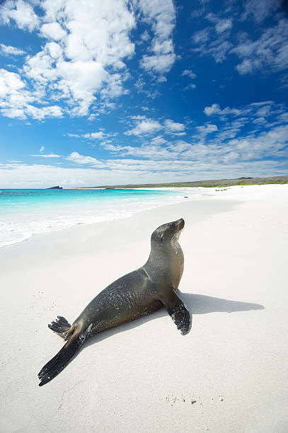 istock Galapagos Sea Lion Suns Himself on Bright White Beach 154948927