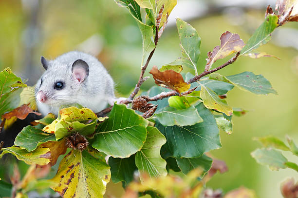 siebenschläfer - haselmaus stock-fotos und bilder