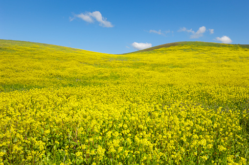 Field of flowering yellow field mustard plants growing on the side of rolling hillsides along the California Coast.