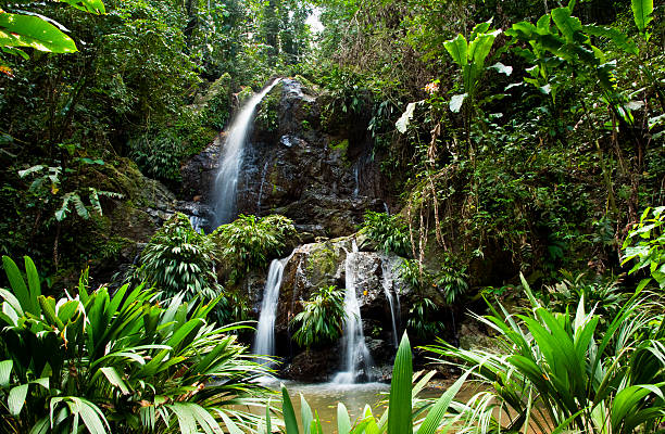 Waterfall Series A lush green landscape and a double-tier waterfall in the Caribbean (Tobago, W.I.) tobago stock pictures, royalty-free photos & images