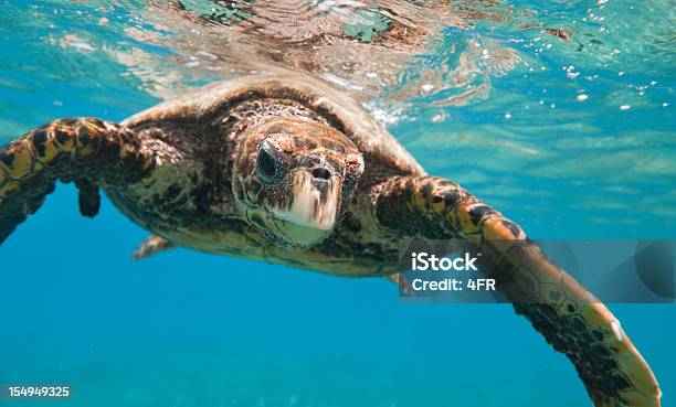 Foto de Tartarugasdepente Em Vida Selvagem Xxxl e mais fotos de stock de Ilhas do Havaí