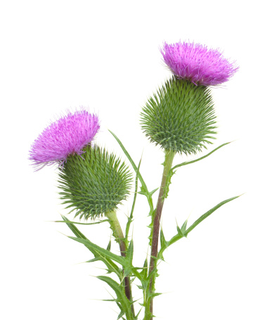 Isolated thistle