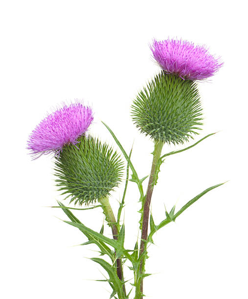 Thistle Isolated thistle bristlethistle stock pictures, royalty-free photos & images