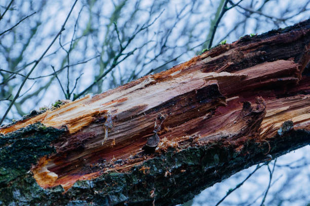 istock Fragment of an old dry damaged tree. 1549521045