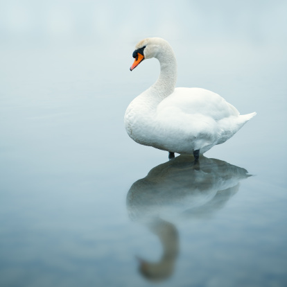 Beautiful swan in misty Boden lake, Arbon, Switzerland.