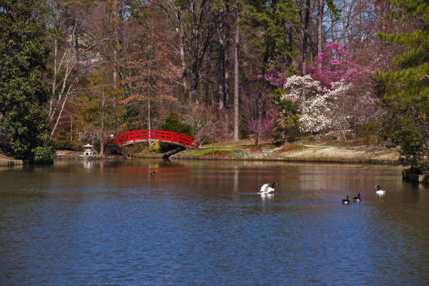 el puente en jardín japonés rojo - magnolia southern usa white flower fotografías e imágenes de stock