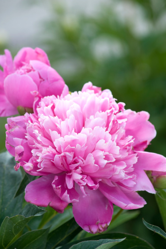 Close up of a single pink peony, Paeonia lactiflora, bloom with a textured, ruffled look.  Peonies are considered heirloom flowers in any garden, and add a dash of color and wonderful fragrance.  These perennials bloom in late spring and early summer and make great cutting flowers.