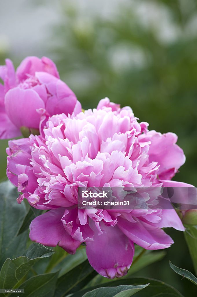 Różowa piwonia, Paeonia Lactiflora Marszczony - Zbiór zdjęć royalty-free (Piwonia)