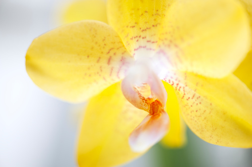 Macro capture with selective focus on the centre of the lip of a moth orchid captured in natural light.