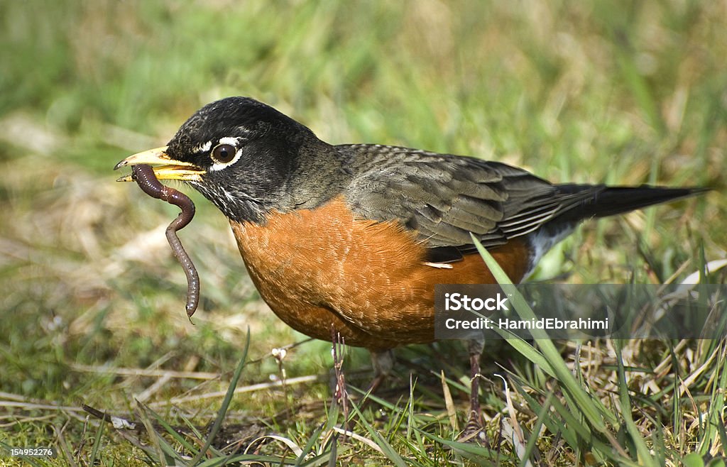 American Robin with wiggling worm in beak American Robin and a great catch! American Robin Stock Photo