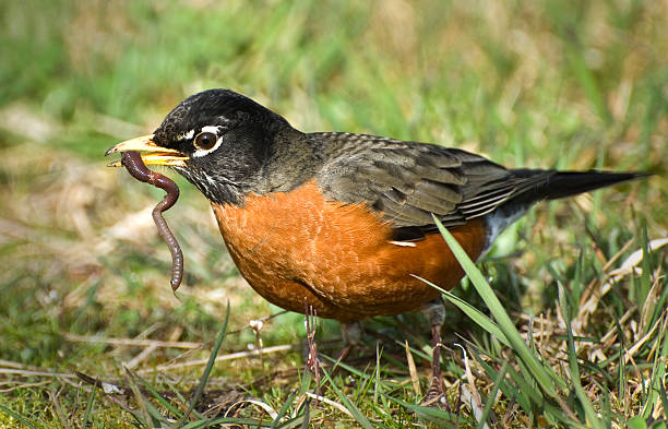 American Robin with wiggling worm in beak American Robin and a great catch! the early bird catches the worm stock pictures, royalty-free photos & images