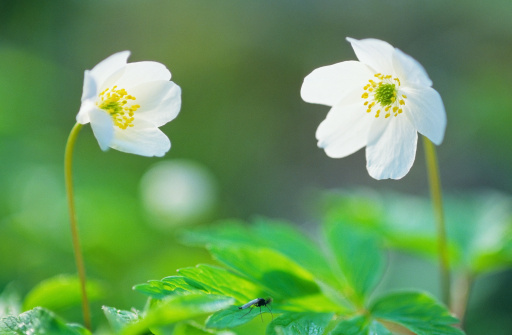 Background with a sunny forest green glade with white primroses and small flowers. Freshness and happiness concept. Lots of sun and light. Spring forest.