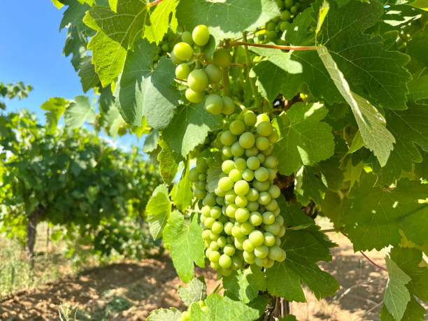 istock Ripening Vitis vinifera grapes on the field 1549522867
