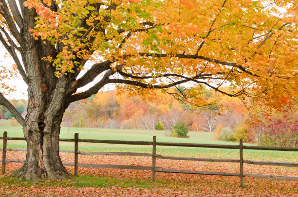 istock Autumn maple tree and fence 154952293