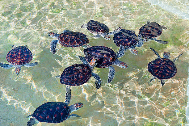 Baby Turtles at Cayman Turtle Farm Cayman Turtle Farm is a turtles breeding, where you can observe these animals in their various life stages, from nursery to big tanks for mature specimens. Over 28,000 hatchlings have been released into the waters surrounding the Cayman Islands: since the farm has begun this project, the sightings of green sea turtles by divers and residents living along the coast have increased.  grand cayman stock pictures, royalty-free photos & images