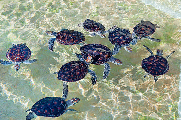 chá de tartarugas na fazenda de tartarugas em cayman - cayman islands - fotografias e filmes do acervo