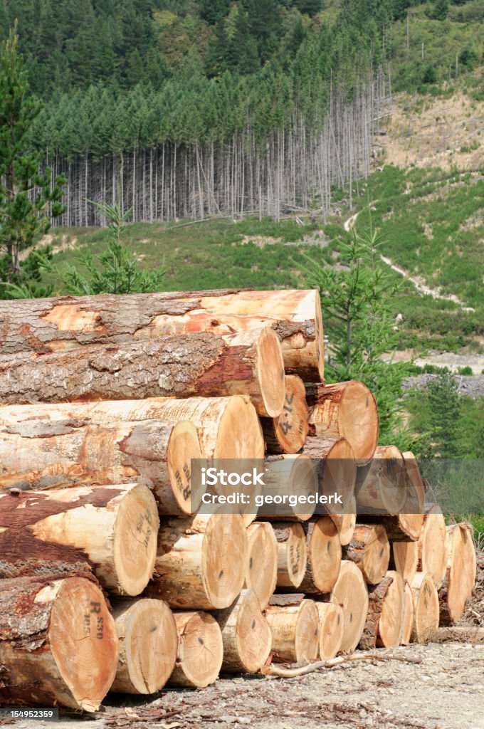 Timber Stack und Forest - Lizenzfrei Forstwirtschaft Stock-Foto