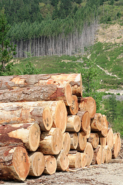 timber stack und forest - homegrown produce environment green forest stock-fotos und bilder