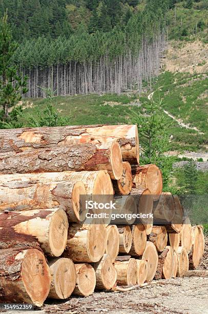 Timber Stack Und Forest Stockfoto und mehr Bilder von Forstwirtschaft - Forstwirtschaft, Neuseeland, Abholzung