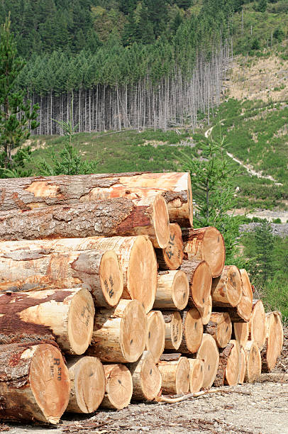 stos drewna i forest - homegrown produce environment green forest zdjęcia i obrazy z banku zdjęć