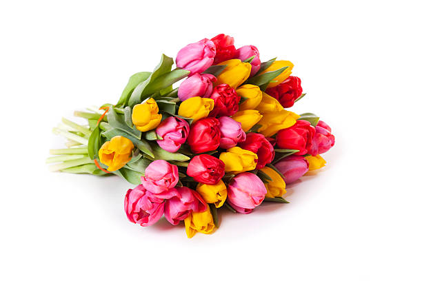 tulipanes bouquet aislado en blanco - tulip bouquet fotografías e imágenes de stock