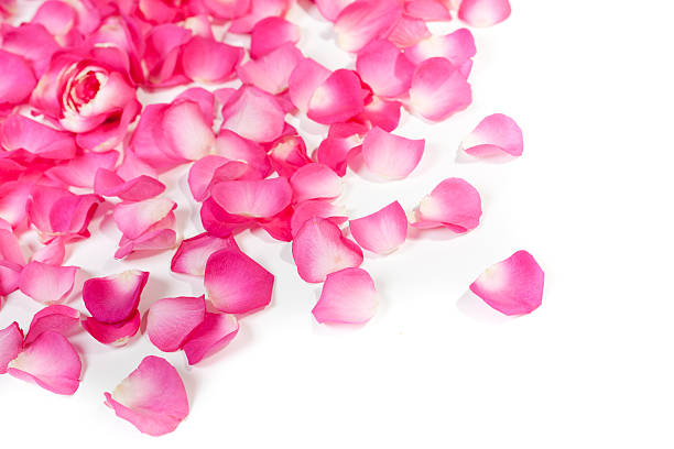 Petali di rosa su bianco - foto stock