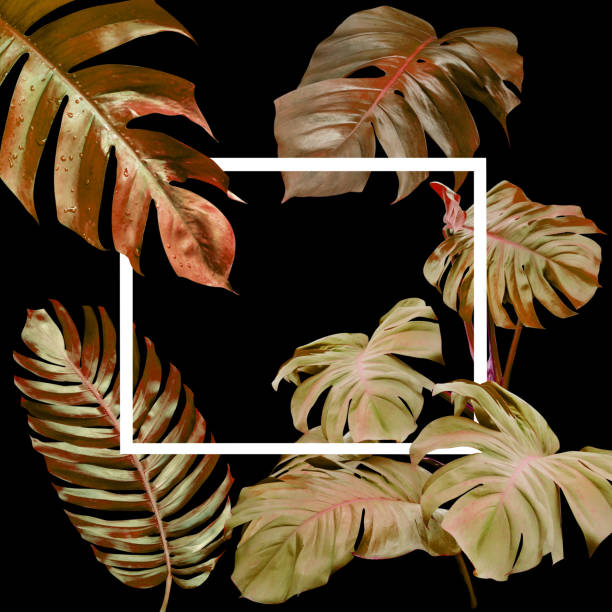 istock Dry monstera leaves pattern for nature concept,tropical leaf on black background 1549525680