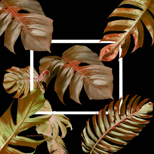 istock Dry monstera leaves pattern for nature concept,tropical leaf on black background 1549525682