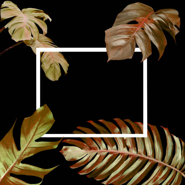 istock Dry monstera leaves pattern for nature concept,tropical leaf on black background 1549525684