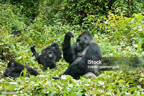 Family Life Eastern Lowland Gorilla Im Kongoaufnahme Stockfoto und mehr Bilder von Gorilla