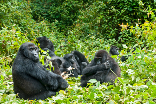 A Familiy of Eastern Lowland Gorillas (gorilla beringei graueri) relaxing in the forest. The group is lingering aroud the family leader (