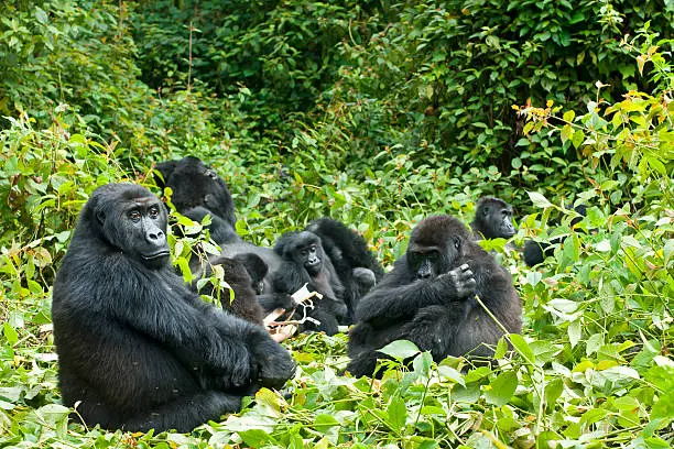 A Familiy of Eastern Lowland Gorillas (gorilla beringei graueri) relaxing in the forest. The group is lingering aroud the family leader ("Silverback"). PLEASE NOTE - THIS IS A WILDLIFE SHOT. 