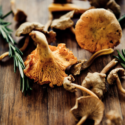 Golden chanterelles and funnell chanterelles lying on a table with rosemary, To create a rustic mood, there is still some dirt on those vegetables. 
