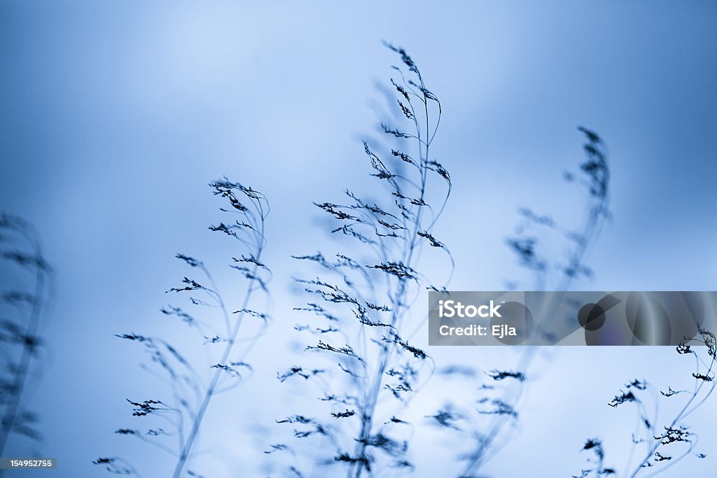 Hierba en viento, en sólo dos tonos - Foto de stock de Aire libre libre de derechos