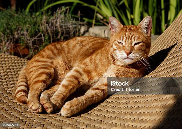 Ruhender Cat Stockfoto und mehr Bilder von Hauskatze - Hauskatze, Amerikanisch Kurzhaar, Entspannung
