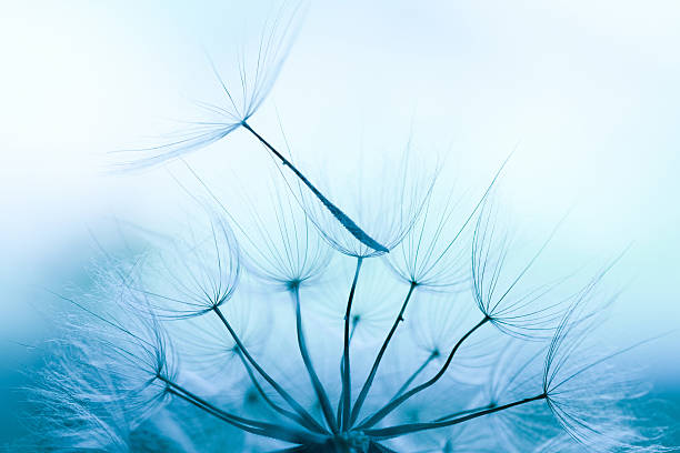 Dandelion seed Dandelion seed pappus stock pictures, royalty-free photos & images