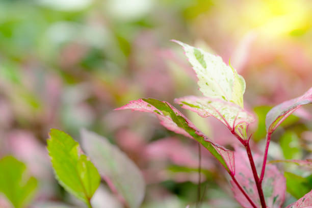 Green pink leaves pattern for summer or spring season concept,leaf blur textured,nature background