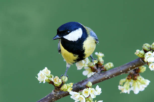istock Great tit on a blossoming twig 154952786
