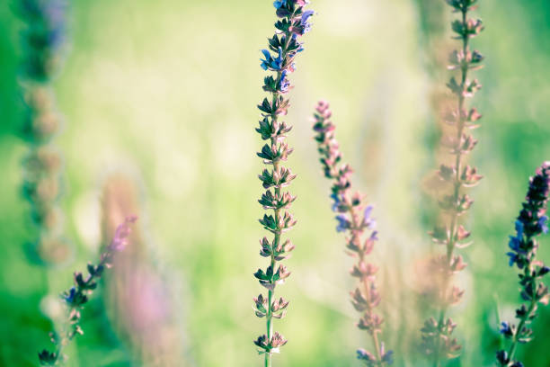 Blooming Salvia leucantha