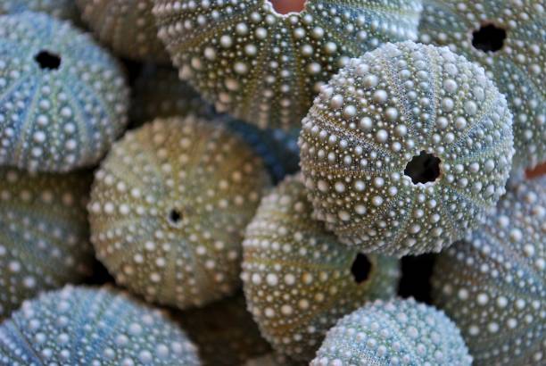 kina-nz ouriço-do-mar (evechinus chloroticus) - green sea urchin fotos imagens e fotografias de stock