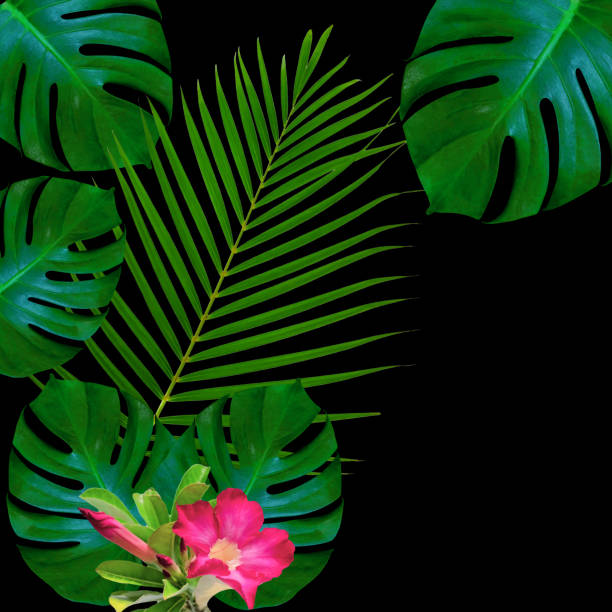 Green monstera leaves pattern for nature concept,tropical leaf textured background