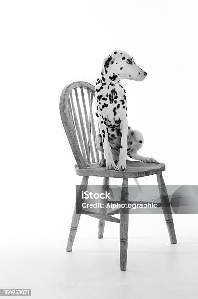 Dálmata Cachorro Sentado En Un Sillón Mirando A La Derecha Foto de stock y más banco de imágenes de Blanco y negro