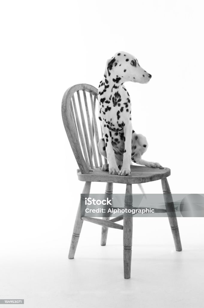 Dálmata cachorrinho sentado numa cadeira a olhar para a direita - Royalty-free Preto e Branco Foto de stock