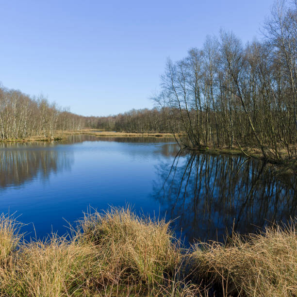 The Moor's habitat in which many animals and plants are native.